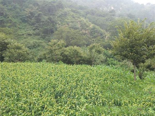 唐山古冶区38亩工业土地低价格