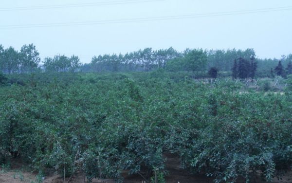 石家庄赞皇县附近土地转让10亩
