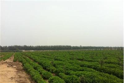 出售唐山周边100亩工业用地